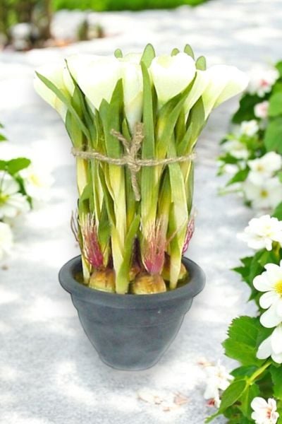 Yapay Sardunya Saksılı Beyaz 30cm