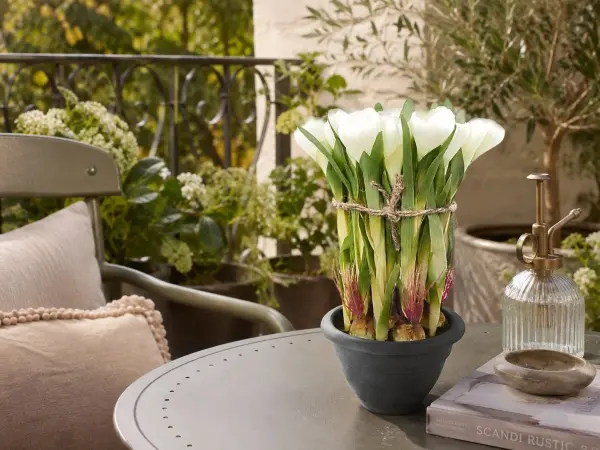 Saksılı Yapay Çiğdem Crocus Beyaz 30 cm