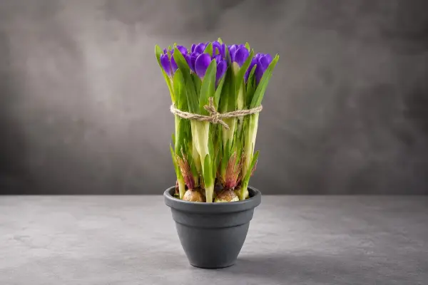 Saksılı Yapay Çiğdem Crocus Mor 30 cm