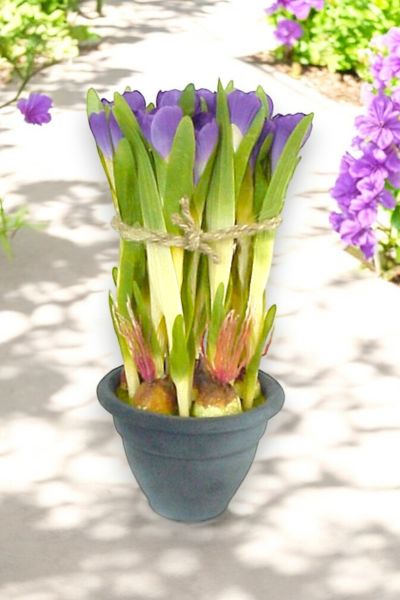 Yapay Sardunya Saksılı Mor 30cm