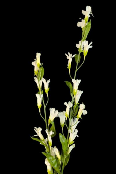 Kardinal Çiçeği Lobelia Beyaz 120cm