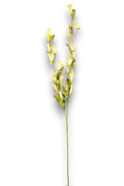 Kardinal Çiçeği Lobelia Sarı 120cm