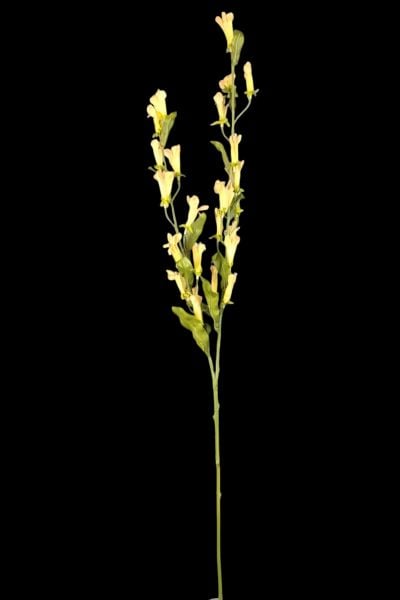 Kardinal Çiçeği Lobelia Sarı 120cm