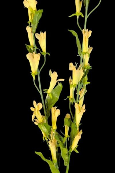 Kardinal Çiçeği Lobelia Sarı 120cm