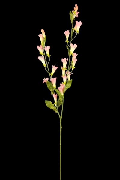 Kardinal Çiçeği Lobelia Pembe 120cm