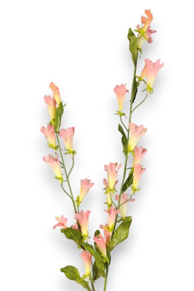 Kardinal Çiçeği Lobelia Pembe 120cm