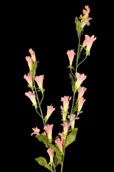 Kardinal Çiçeği Lobelia Pembe 120cm