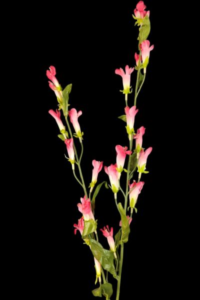 Kardinal Çiçeği Lobelia Koyu Pembe 120cm