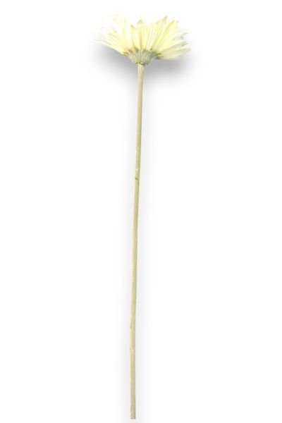 Yapay Çiçek Papatya Gerbera Beyaz 55cm