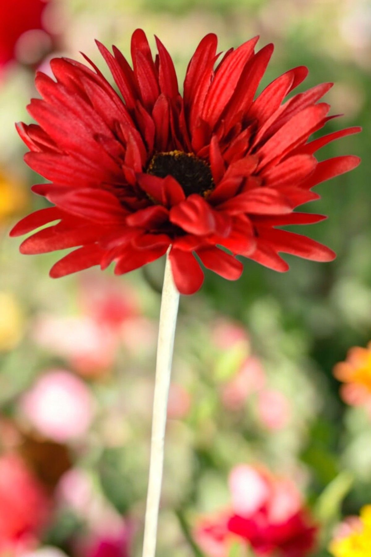 Yapay Çiçek Papatya Gerbera Bordo 55cm