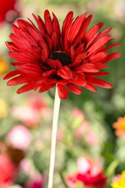 Yapay Çiçek Papatya Gerbera Bordo 55cm