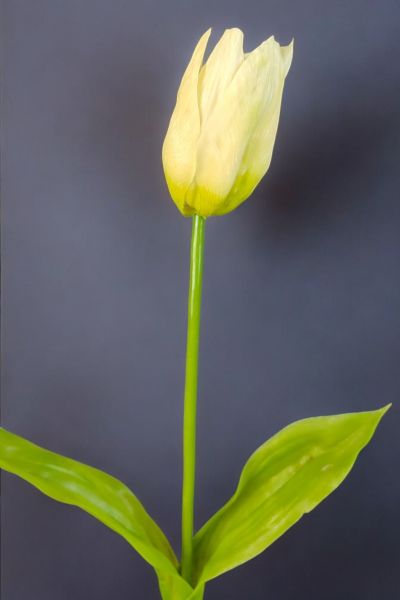 Yapay Çiçek Lale 65cm Krem