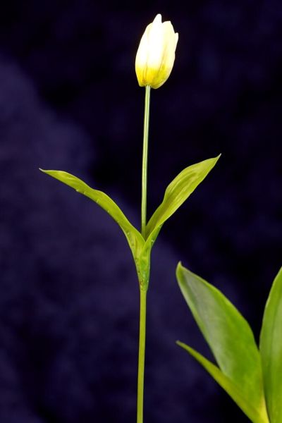 Yapay Çiçek Lale 65cm Krem