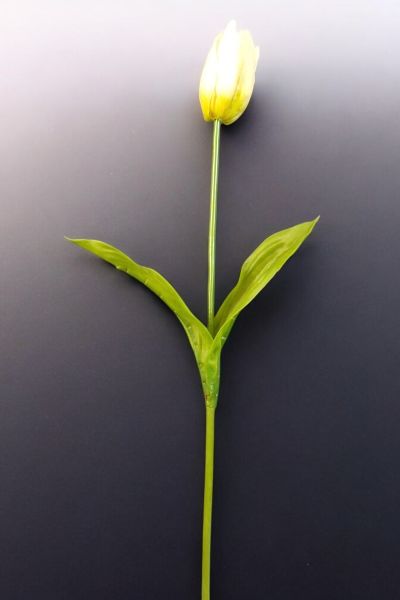 Yapay Çiçek Lale 65cm Krem