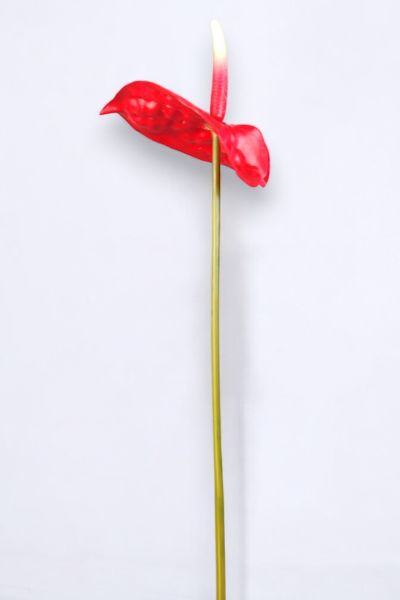 Yapay Çiçek Antoryum Kırmızı 65cm