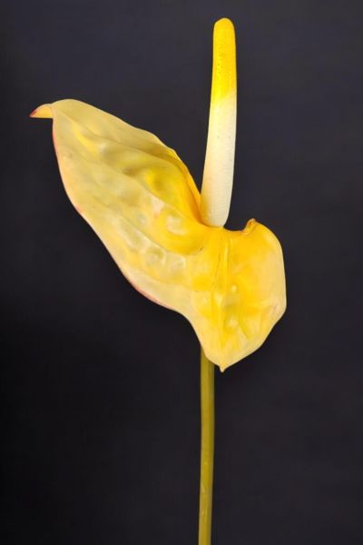 Yapay Çiçek Antoryum Sarı 65cm