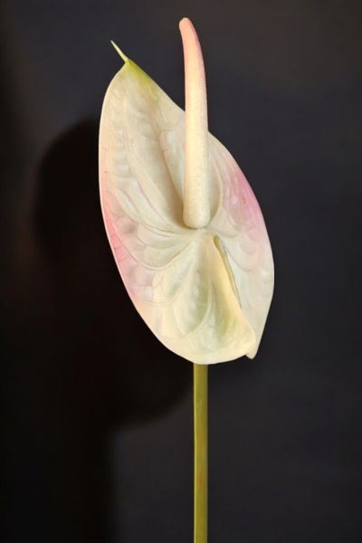 Pudra Pembe Yapay Antoryum Çiçeği (Islak Doku, Gerçek Dokunuş) - 65 cm