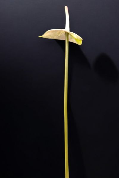Yapay Çiçek Antoryum Pembe 45cm
