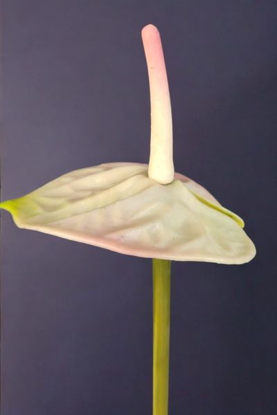 Pembe Yapay Antoryum Dalı 45 cm