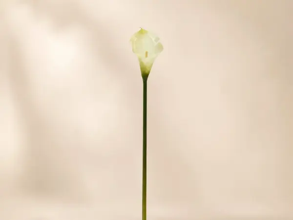 Yapay Gala Çiçeği Islak Dokulu 35 cm Beyaz