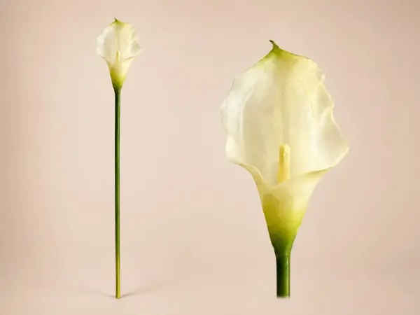 Beyaz Yapay Gala Dalı 35 cm