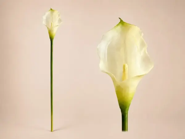 Yapay Gala Çiçeği Islak Dokulu 35 cm Beyaz