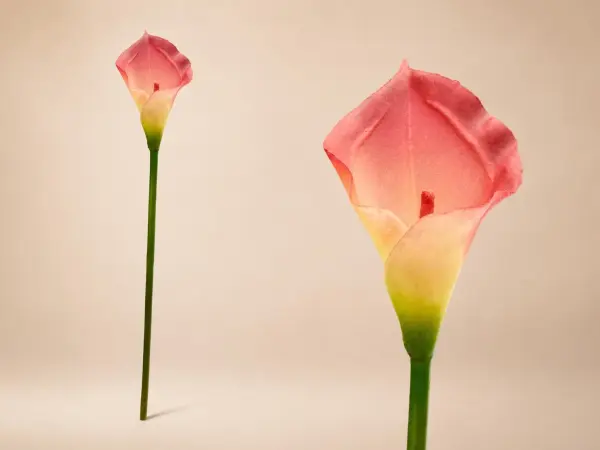 Kırmızı Yapay Gala Dalı 35 cm