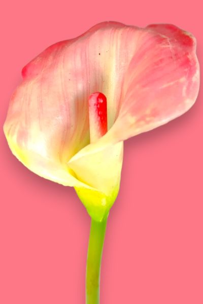 Yapay Çiçek Gala Pembe 55cm