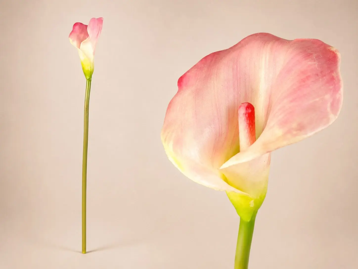 Yapay Gala Çiçeği Pembe 55 cm – Islak Dokulu Tek Dal