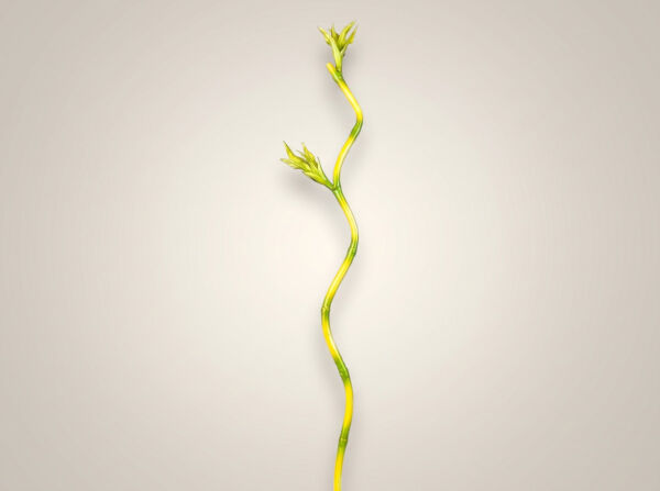 Yapay Bambu Dalı – Zen Dekorasyon (100 cm) - TC980037