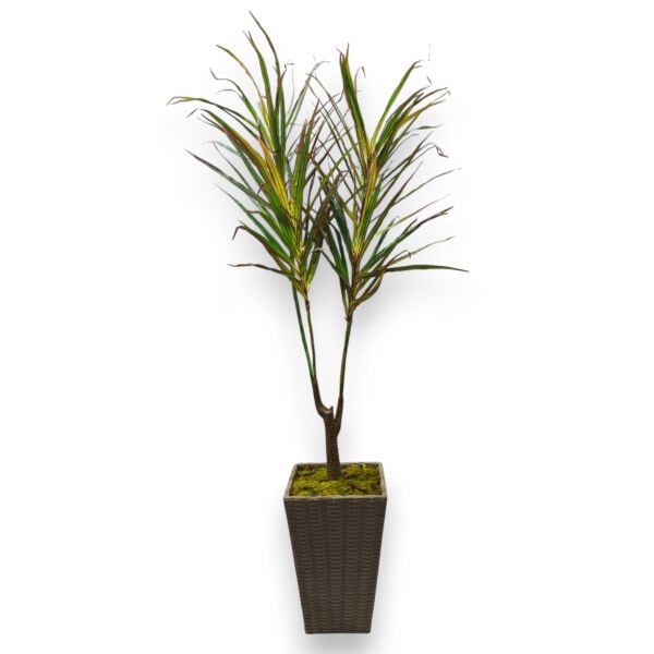 Rattan Saksılı Yapay Ağaç - Doğal Gövdeli Dracena 180 cm