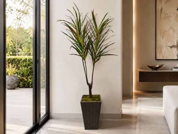 Rattan Saksılı Yapay Ağaç - Doğal Gövdeli Dracena 180 cm