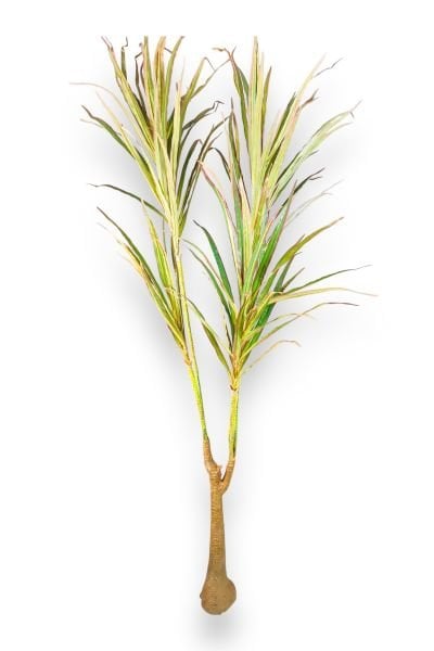Yapay Bitki Dracena 150cm Yeşil & Kırmızı