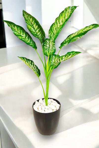 Yapay Bitki Difenbahya 80cm