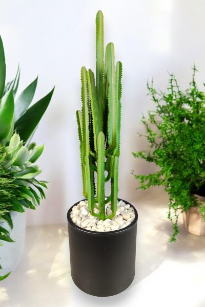 Kaktüs 100cm