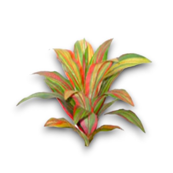 Yapay Bitki Dracena 55cm