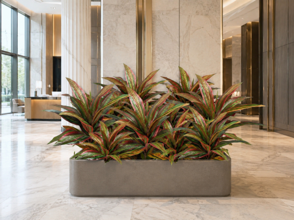 Yapay Bitki Dracena Kırmızı-Yeşil – Saksı Bitkisi (55 cm) - 061AV04B
