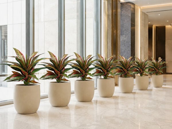 Yapay Bitki Dracena Kırmızı-Yeşil – Saksı Bitkisi (55 cm) - 061AV04B