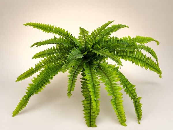 Yapay Bitki Fujer Boston Fern 60cm – Aşk Merdiveni Eğrelti Otu