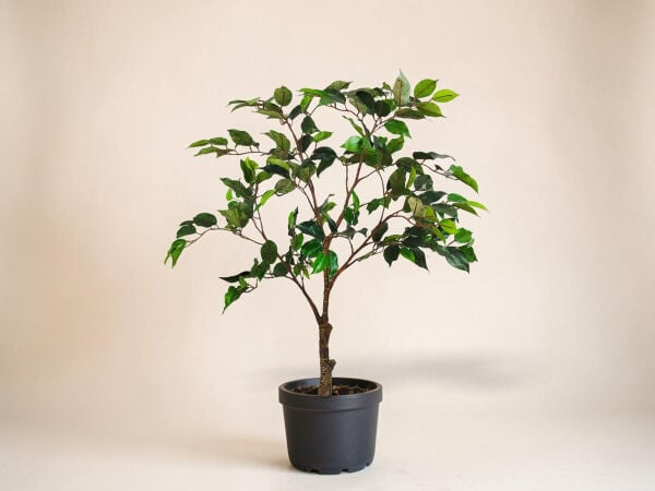 Yapay Ficus Ağacı / Bitkisi 90 cm Saksısız