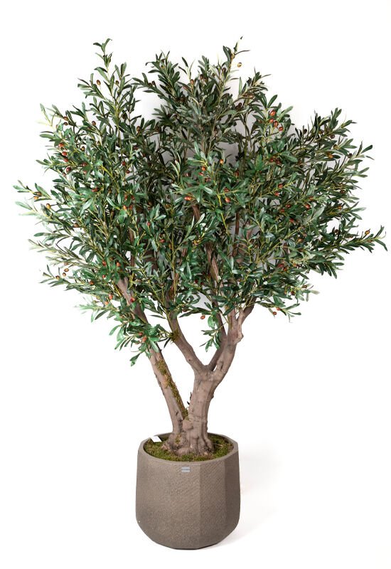 Zeytin Ağacı 230cm - Saksılı