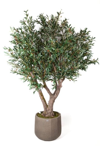 Zeytin Ağacı 230cm - Saksılı