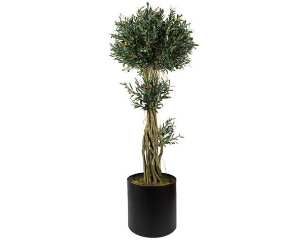 Zeytin Ağacı 190cm Saksılı