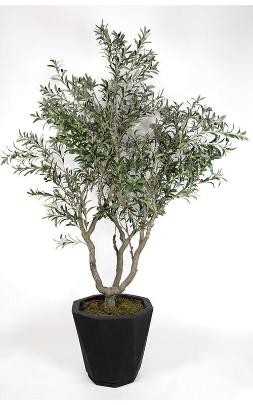 Zeytin Ağacı 230cm - Saksılı