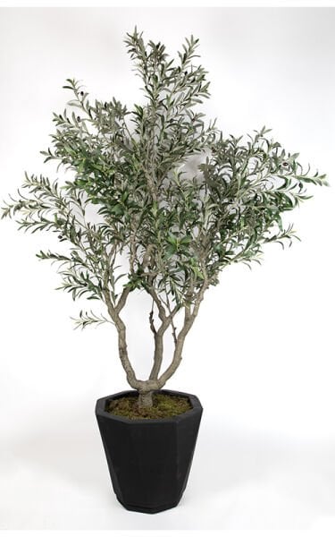 Zeytin Ağacı 230cm - Saksılı