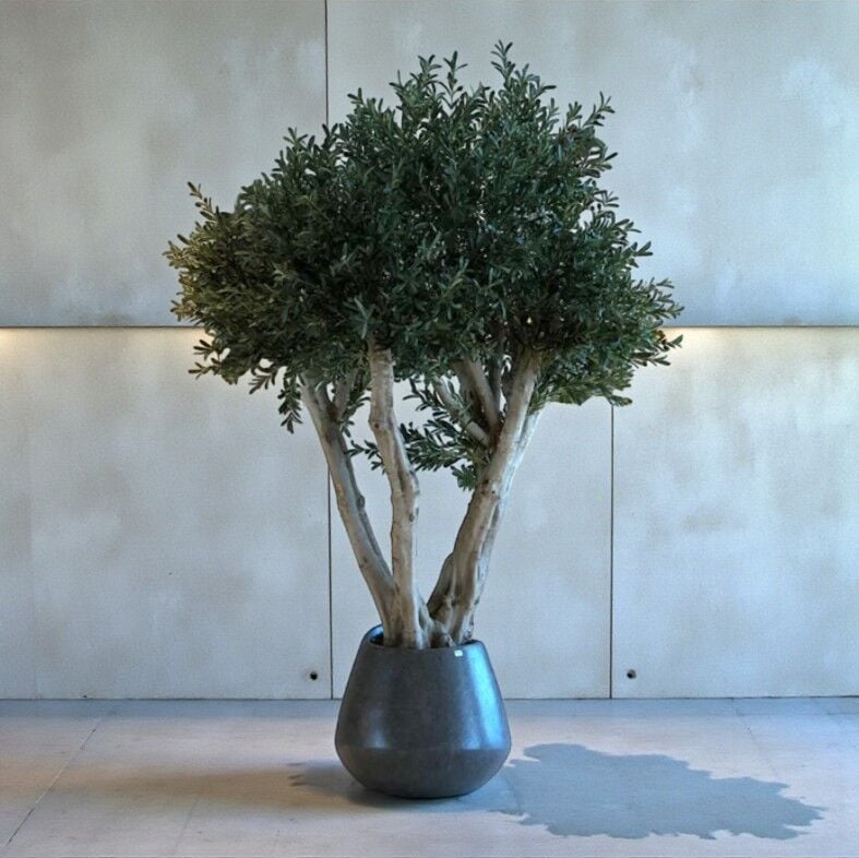 Zeytin Ağacı 260cm