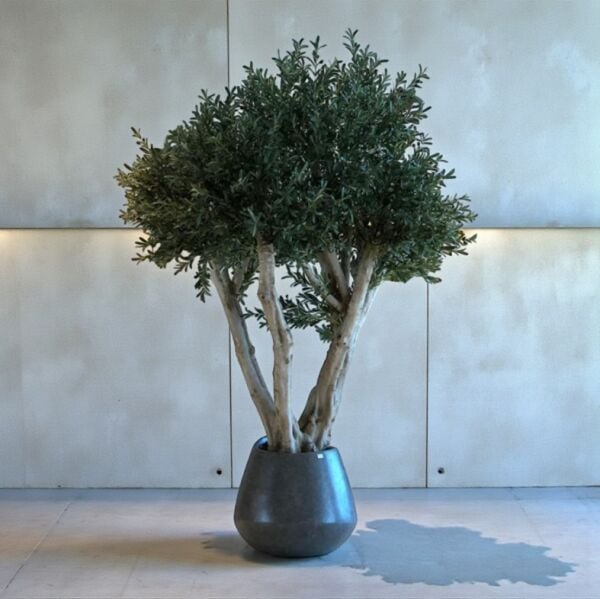 Zeytin Ağacı 260cm