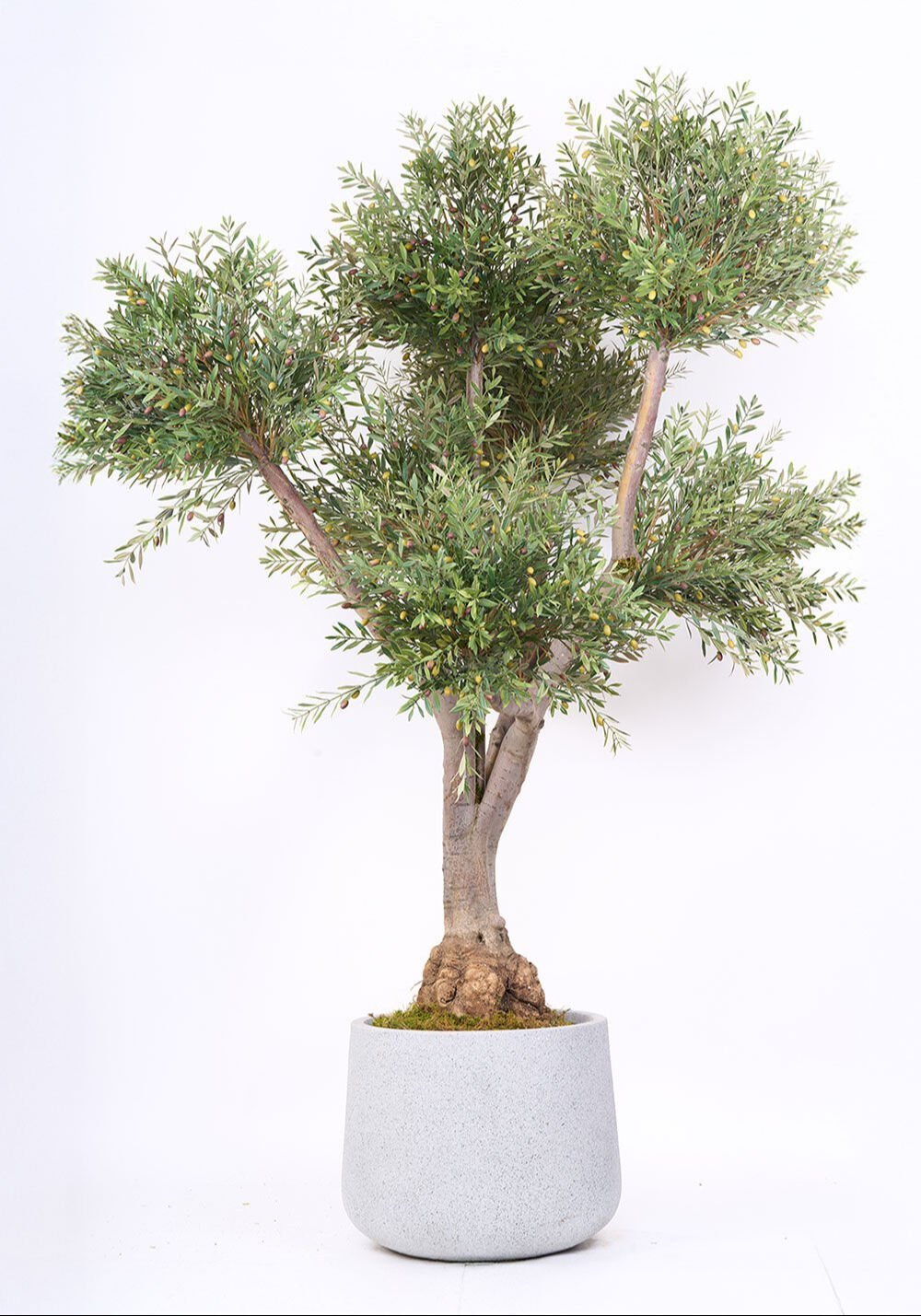 Zeytin Ağacı 220cm