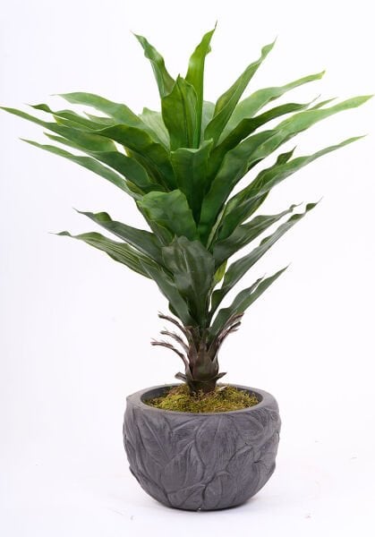 UV Agave 75cm