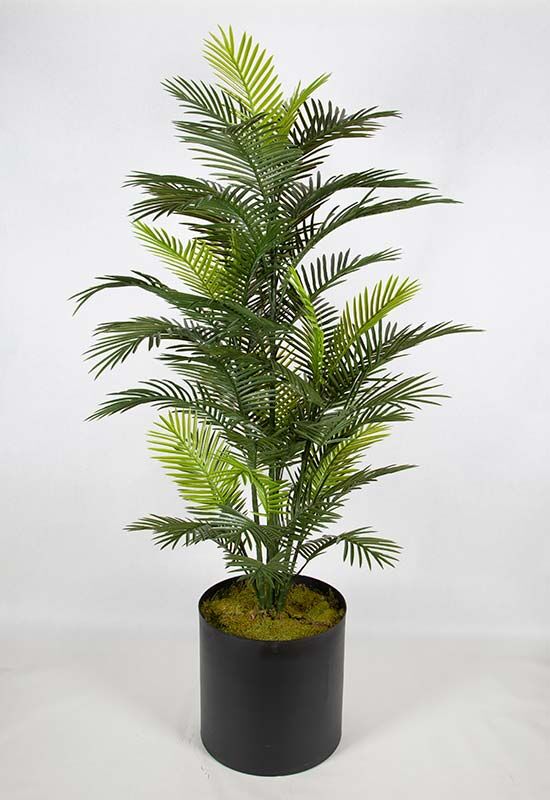 UV Robellini Palmiye 185cm